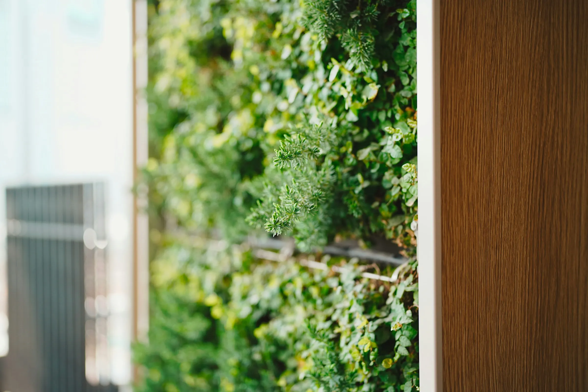 Close-up van een groene plantenwand